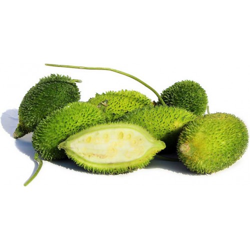 TEASEL GOURD - KAKROL