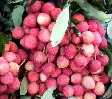 LITCHI LITCHU LICHU