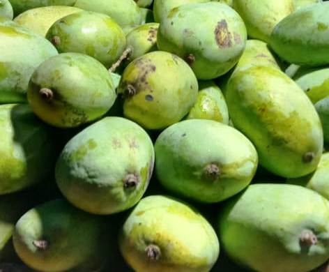 CHOUSHA AAM - MANGO