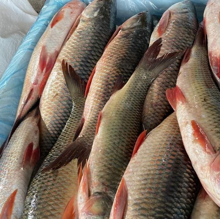 FRESH DESI RUI ROHU FISH MACHH WHOLE APPROX (FINAL RATE AS PER WEIGHT)