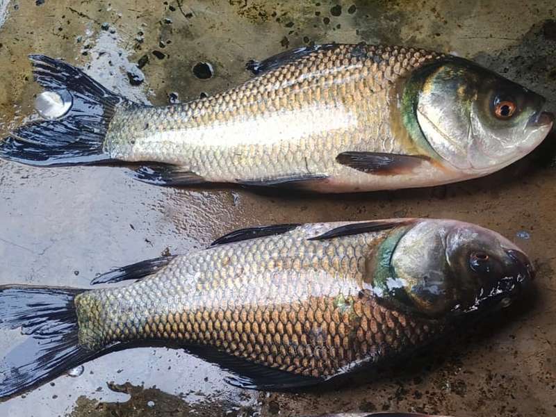 FRESH DESI KATLA CATLA FISH MACHH (CUTTING - WITHOUT HEAD & VISCERA)