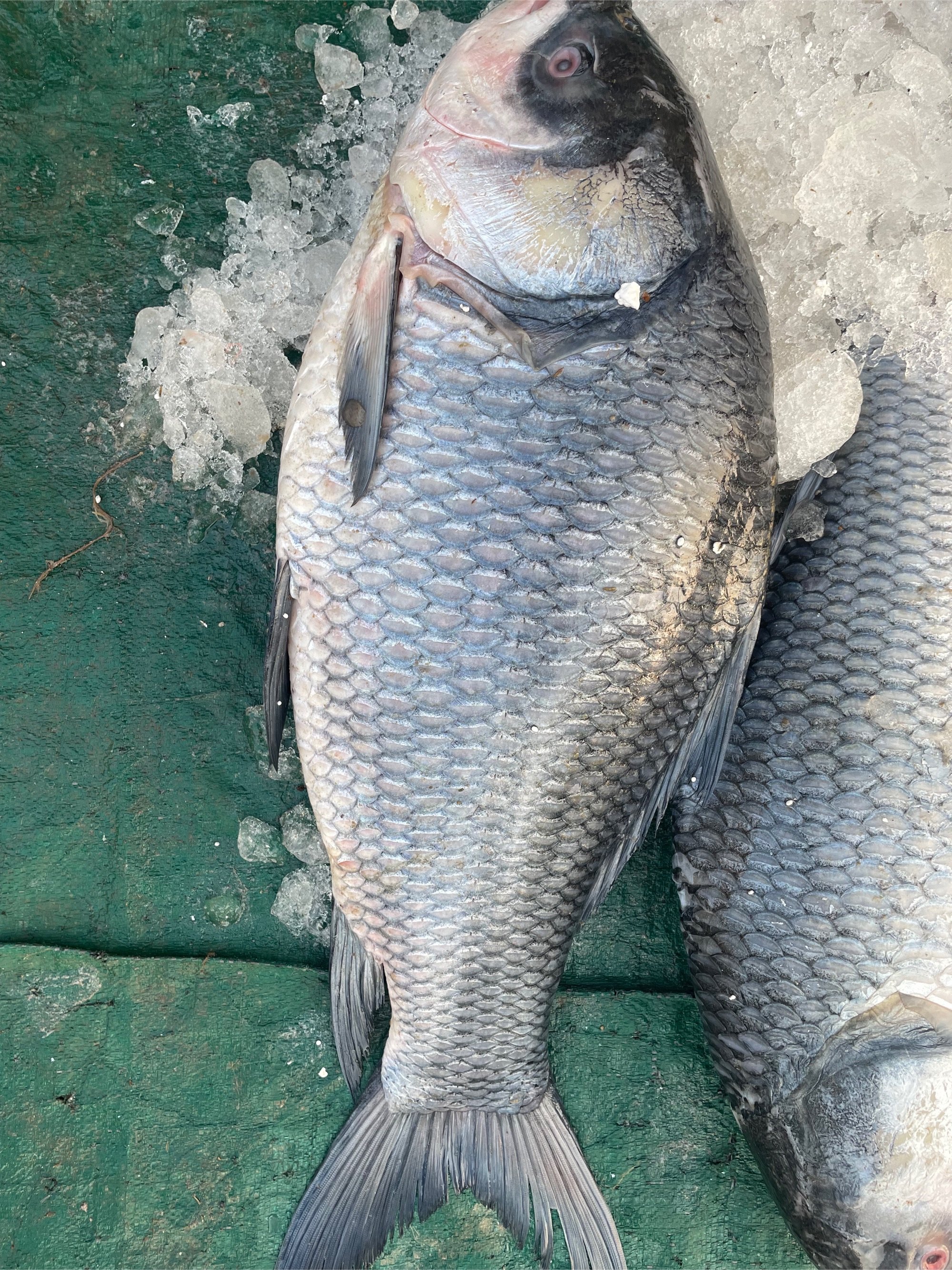 ICED KATLA CATLA FISH MACHH WHOLE APPROX (FINAL RATE AS PER WEIGHT)