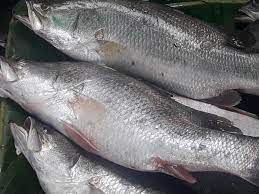 BHETKI MACHH BARRAMUNDI ASIAN SEABASS FISH (RATE AS PER THE SIZE)