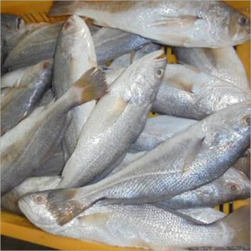 BHOLA  BARRAMUNDI ASIAN SEABASS FISH MACHH