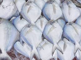 POMFRET POMPHRET PAPLET FISH MACHH