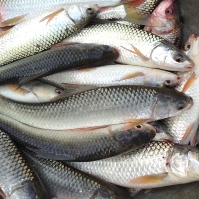 FRESH DESI CHARA PONA/BATA MACHH FISH