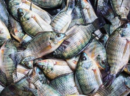 TELAPIA MACH - ST PETERS FISH - HAWAIIAN SUNFISH