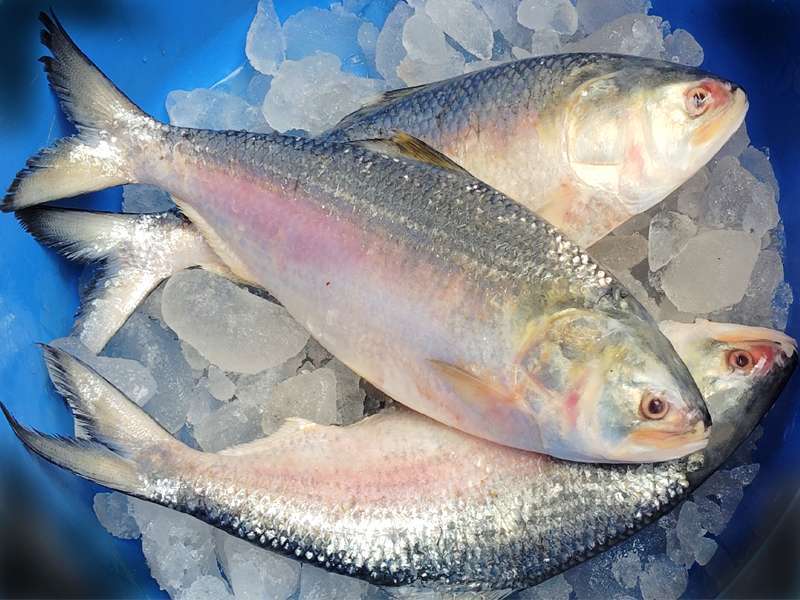 ILISH MACH GOTA (700 GM - 800 GM), FINAL PRICE AS PER WEIGHT)